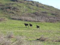 В объектив видеокамеры попались лоси 2016 