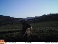 Тайная жизнь обитателей Катунского биосферного заповедника теперь и на видео (2014)